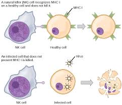 Image result for B-Lymphocyte
