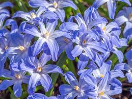 Image result for Scilla