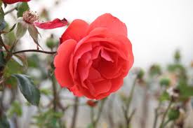 We did not find results for: The Kashmir Valley And The Valley Of Flowers Kashmir Is Famous All Over The World For Its Beautiful And Natural Scen Valley Of Flowers Natural Scenery Flowers