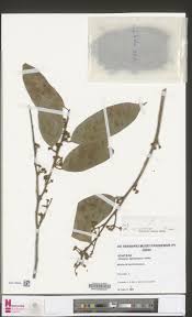 Image result for Afrostyrax