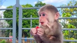 Petition · Bibi- The Monkey Is Missing
