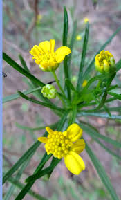 Image result for Euryops subcarnosus