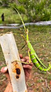 Image result for Droogmansia pteropus