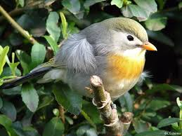 Les perroquets sont des oiseaux dits exotiques, en raison de leur contrairement à la majorité des perroquets qui sont recherchés par leurs plumes colorés, les perroquets gris du gabon ne possèdent pas une belle robe; Exposition Les Plus Beaux Oiseaux A La Halle De Bere Les 3 Et 4 Decembre L Eclaireur De Chateaubriant