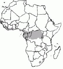 Image result for Cylindropsis parvifolia