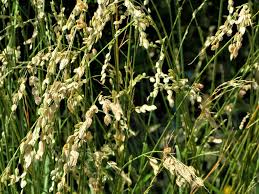 Image result for Eragrostis fastigiata