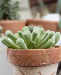 The spines themselves are dead and aren't being physiologically maintained by the plant. Fairy Elephant S Feet Frithia Pulchra Care Info Houseplant Central Succulents Succulent Care Cacti And Succulents
