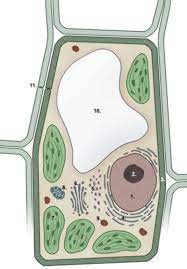 Many plant cells are green. Plant Cell Structure And Types Advanced Ck 12 Foundation