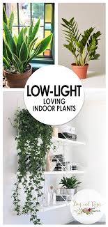 Low Light Loving Indoor Plants Garden Houseplants Beesandroses Com Indoor Plants Low Light Low Light House Plants Hanging Plants Indoor