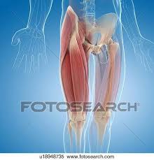 In human anatomy, the lower leg is that part of the lower limb that lies between the ankle and the knee. Upper Leg Muscles Artwork Stock Illustration U18948735 Fotosearch