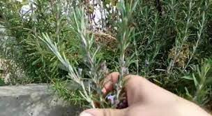 فوائد اكليل الجبل plants