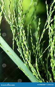 Image result for Panicum maximum