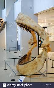 Because shark skeletons are made of. Carcharocles Megalodon Stockfotos Und Bilder Kaufen Alamy