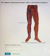 Solved Pal Models Cardiovascular System Veins Lab Chegg Com