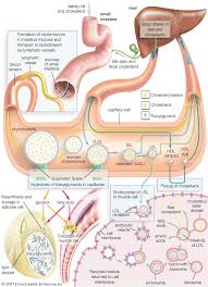 high density lipoprotein biochemistry britannica