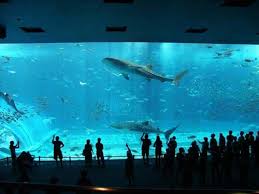 The Breathtaking Scene In Okinawa Churaumi Aquarium In Ocean Expo Park Okinawa Tropical Islands Paradise Beautiful Islands