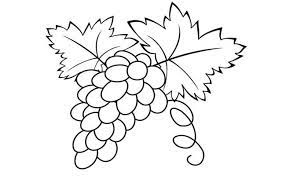 Mewarnai gambar sketsa buah buahan berwarna.mewarnai gambar pohon buah buahan. Cara Mewarnai Buah Anggur Sketsa Gambar Warna