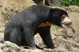 Sun bear is definitely not a human in a costume, Chinese zoo says - The  Jerusalem Post