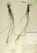 Image result for Rhynchospora gracillima