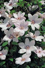 Check spelling or type a new query. Articles Clematis Zrodlo Dobrych Pnaczy