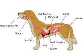 How To Help A Dog With Pancreatitis Fidose Of Reality