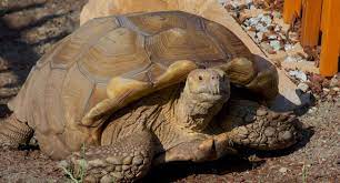 Is A Sulcata Tortoise Okay In 20 Degree Weather Pet Sulcata Tortoise