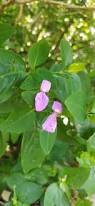 Image result for Dicliptera paniculata