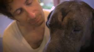 Slow Motion Great Dane Dog Shaking Stock Footage Video (100% Royalty-free)  13040675