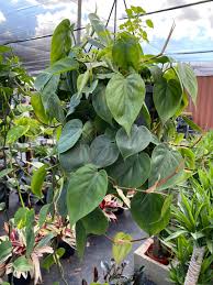 Image result for Philodendron