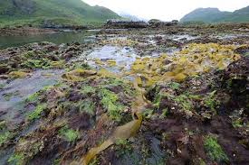 Image result for Agrostis keniensis