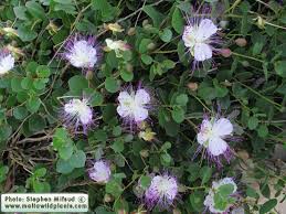 Image result for Capparis citrifolia