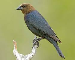 Birds That Lay Eggs On The Ground Ontario Brown Headed Cowbird Male Common Birds Bird Species Birds
