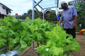 Itulah panduan terlangkap cara menanam dan merawat sayuran kangkung supaya hasilnya maksimal. Ingin Menanam Sayur Sendiri Ketahui Jenis Sayur Yang Cepat Panen Halaman All Kompas Com