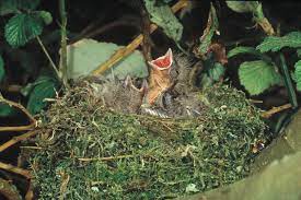 How To Feed Wild Baby Blue Jays Animals Mom Com