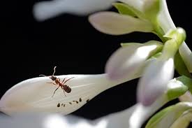 Snails do not eat., flower characteristics: Fragrant Plantain Lily Flowers Shaped Like Hairpins Cgtn
