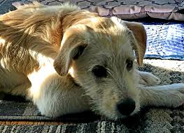 He is housed at soul dog rescue. Gallery David Singer Health Insurance
