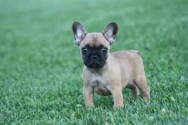 Adopting a french bulldog is an act of altruism that should be reserved for those with the financial stability to provide adequate care for an adopted. French Bulldog Puppy For Sale In Cadott Wi Adn 37699 On Puppyfinder Com Gender Male Age 7 Wee French Bulldog Puppy Bulldog Puppies For Sale French Bulldog