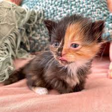 1920x1080 cute mother cat and baby cat wallpaper downloads, beautiful 1920ã—1080 cute baby cats. Apricot The Rare Chimera Rescue Kitten With A Two Toned Face People Com