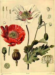 Free Vintage Pictures Of Poppies To Download Picture Box Blue 600 x 600 jpeg 50 кб.