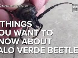 No stingers, bite or venom. Video 8 Things You Want To Know About Palo Verde Beetles