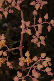 Image result for Cissus humbertii