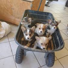 He is raised with children and he is a stunning little boy who has a real zest for life. Corgi Puppies For Sale Corgi Sale Twitter