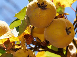 Image result for Harungana madagascariensis