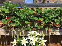 Don't forget to download this project's cutting guide at the end of the post, to get the exact measurement i used for. Urban Garden Project How To Grow Strawberries Vertically Serena Lee