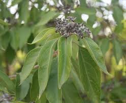 Image result for Volkameria glabra