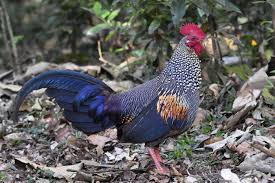 Exotic Bird Eggs For Sale In India Bird Of The Day Grey Indian Jungle Fowl Thekkady India Beautiful Chickens Fowl Chickens Backyard