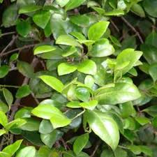 Image result for Elaeodendron croceum