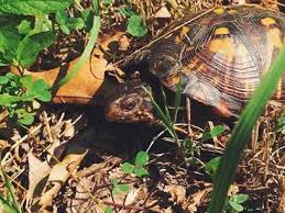 8 Tips To Protect Baby Turtles In Your Yard The National Wildlife Federation Blog The National Wildlife Federation Blog