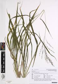 Image result for Panicum maximum