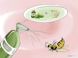 Peppermint extract is an herbal extract of peppermint (mentha x piperita) made from the essential oils of peppermint leaves. How To Get Rid Of Wasps Get Rid Of Wasps Insect Spray Wasp Repellent